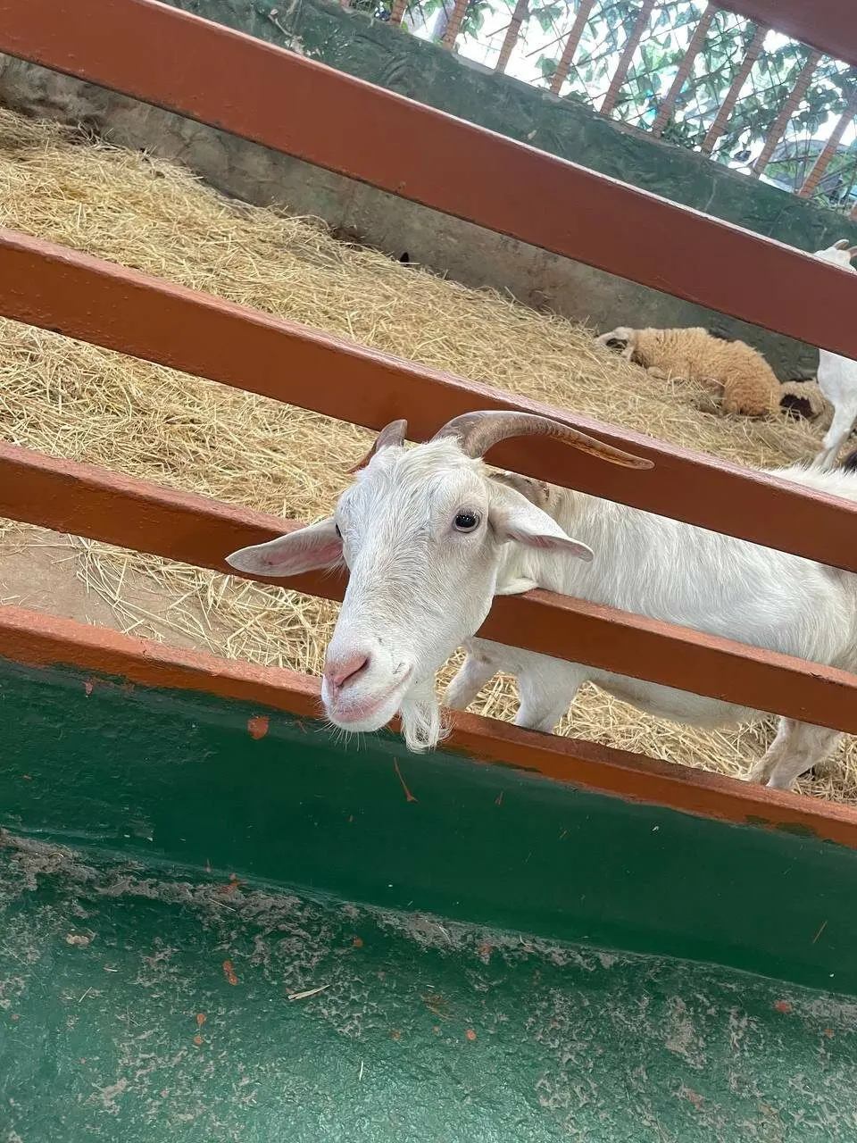 Pattaya Kids Tour: Dolphin Show, Pony Club and Monster Aquarium