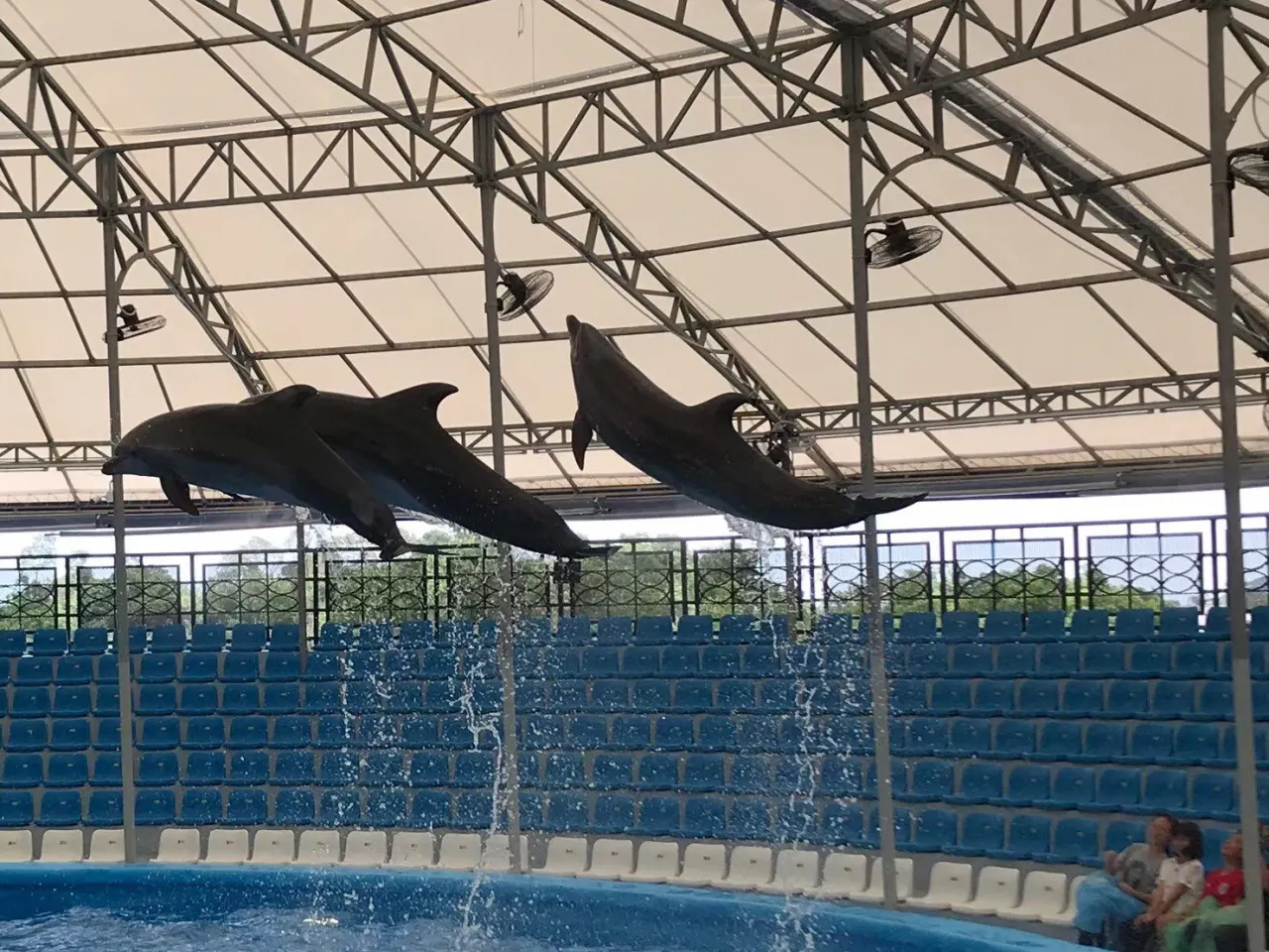 Pattaya Dolphinarium: Dolphin & Fur Seal Show with Transfer