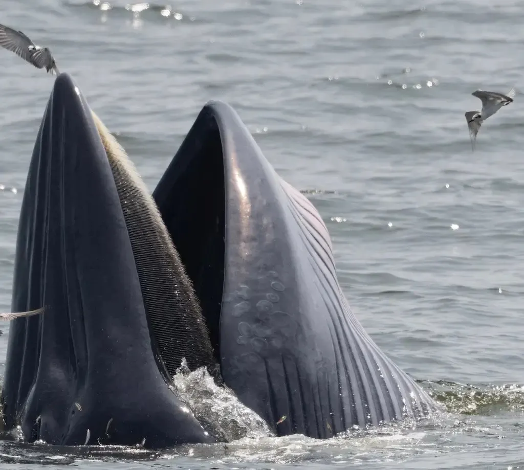 Whale Watching Day Trip from Pattaya in the Gulf of Thailand