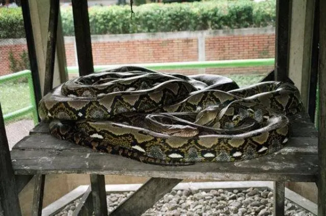 Pattaya yılan çiftliği ve yılan şovu turu