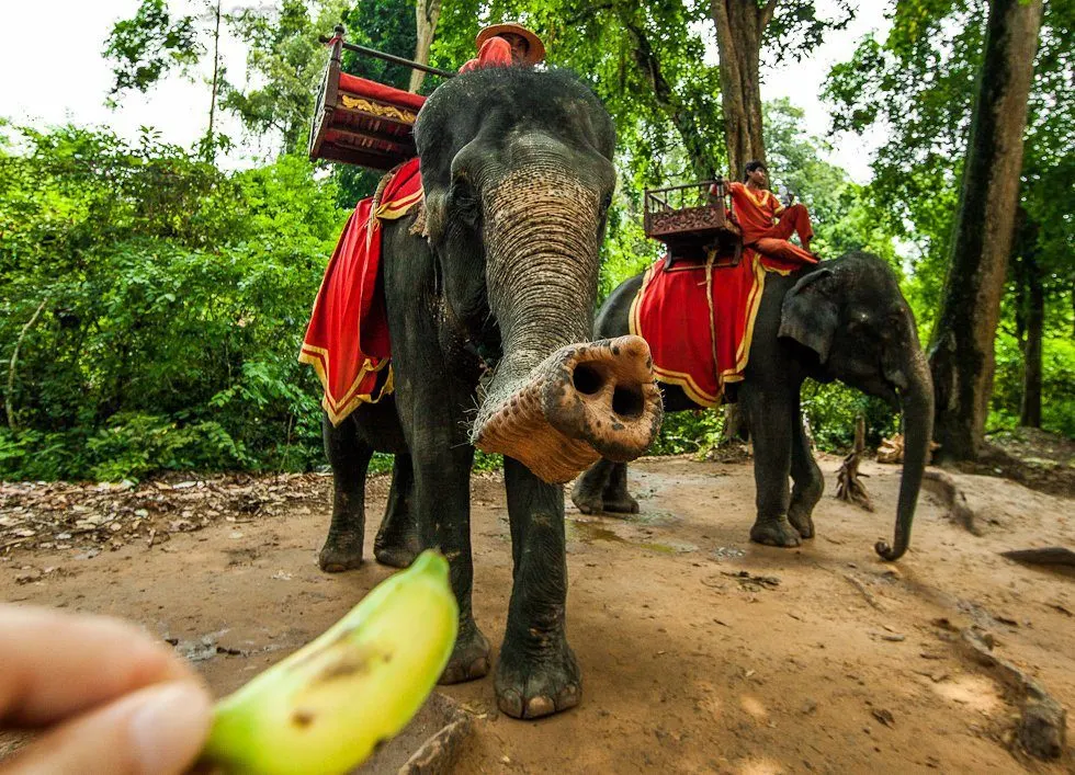 Pattaya Elephant Village Elephant Riding Tour