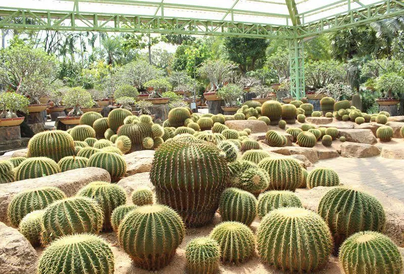 Nong Nooch Tropical Garden Tour from Pattaya