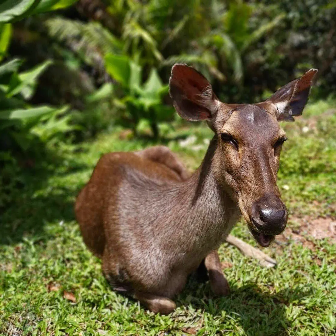 Khao Yai National Park Waterfalls Day Trip from Pattaya