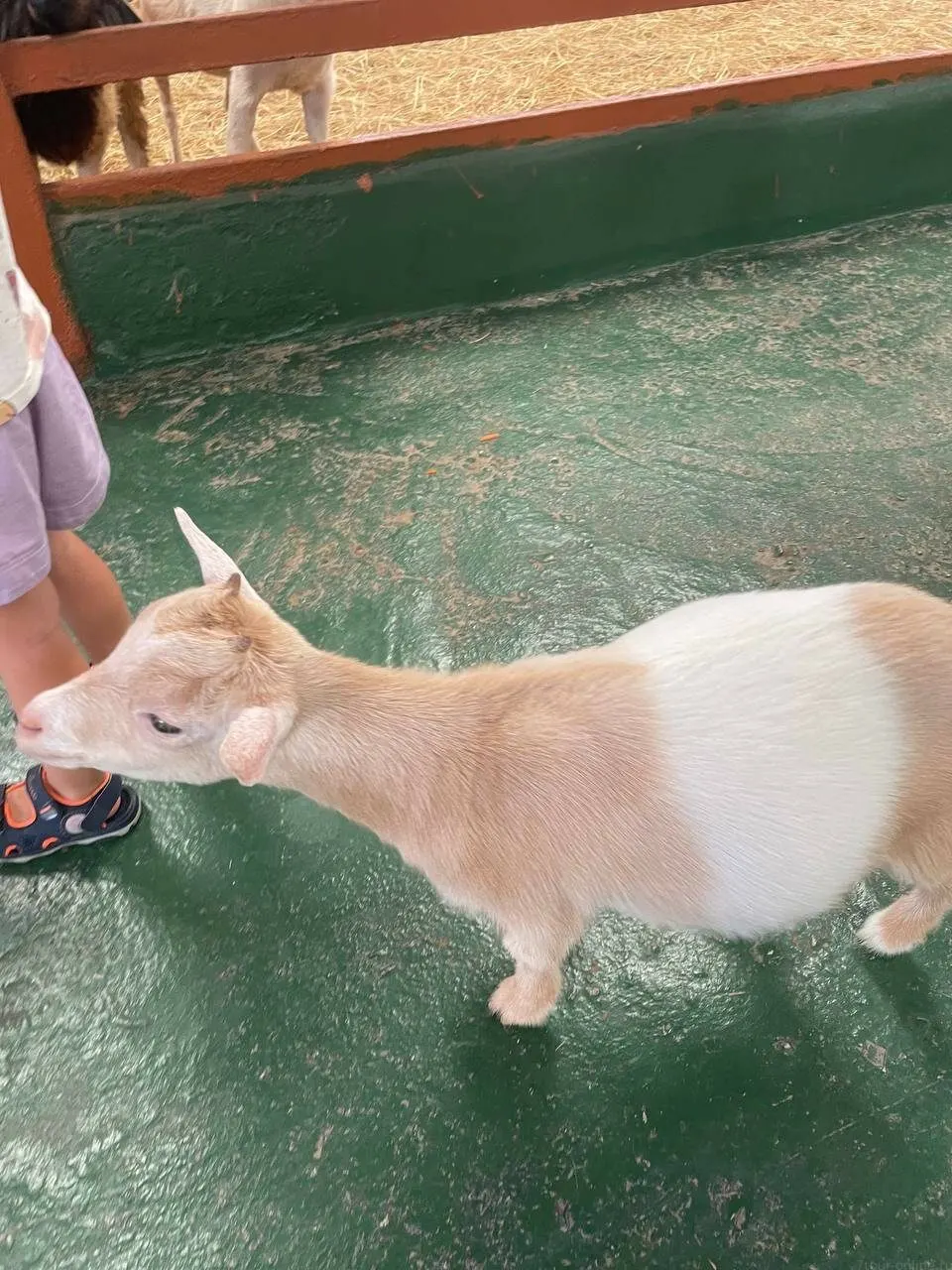 Pattaya Kids Tour: Dolphin Show, Pony Club and Monster Aquarium