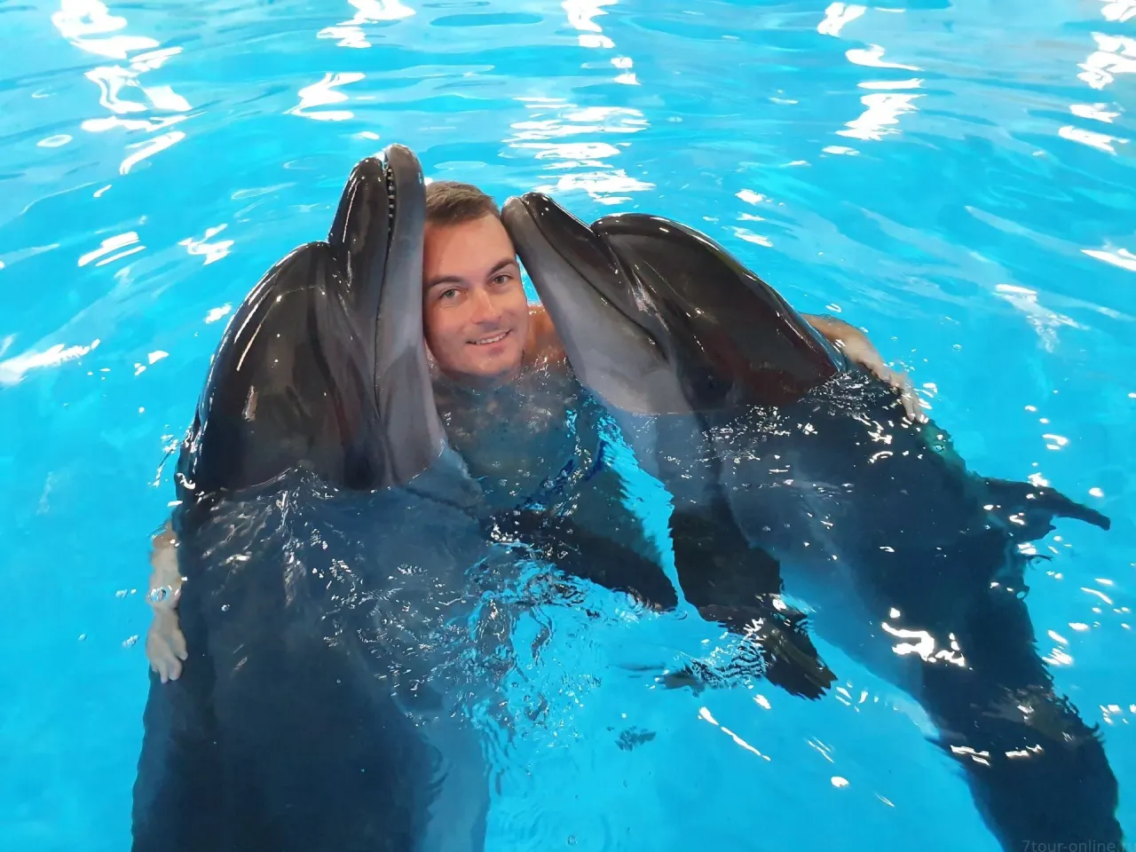 Pattaya Dolphinarium: Dolphin & Fur Seal Show with Transfer