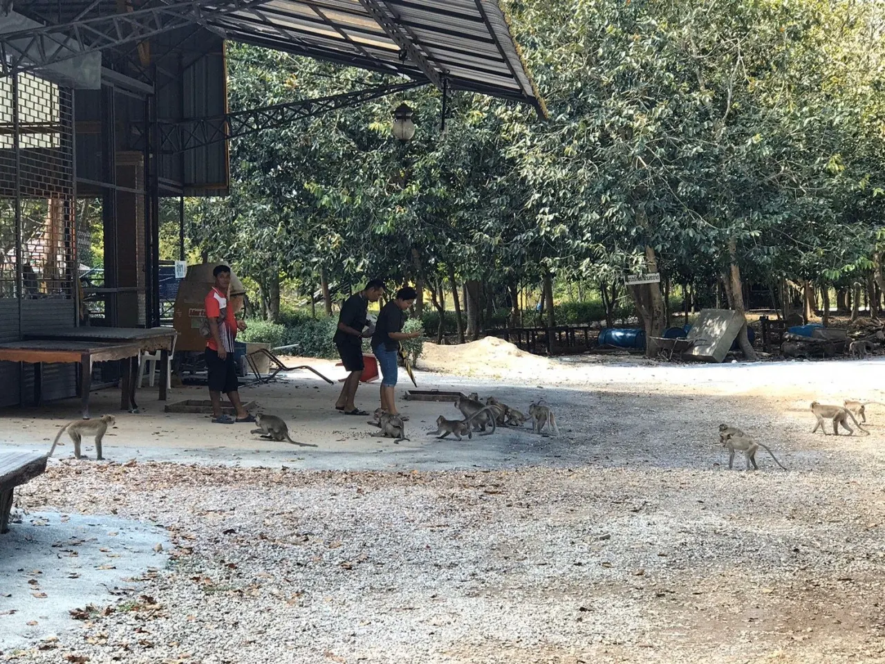 Pattaya'dan Chonburi ormanları macera turu: tapınaklar ve şelaleler