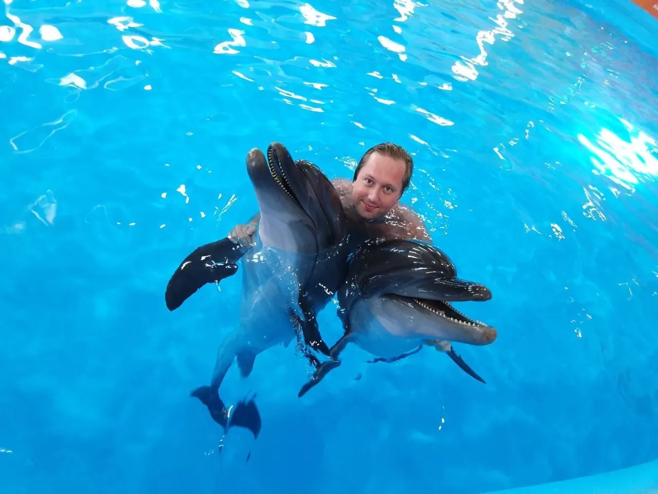 Pattaya Dolphinarium: Dolphin & Fur Seal Show with Transfer