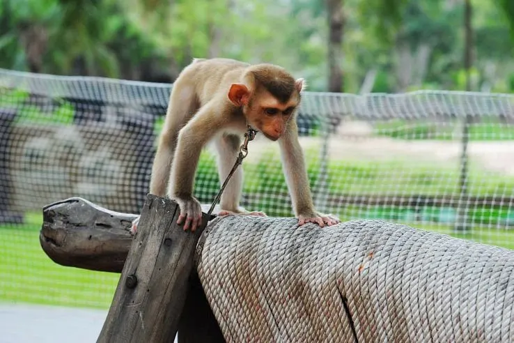 Khao Kheow Open Zoo Day Trip from Pattaya
