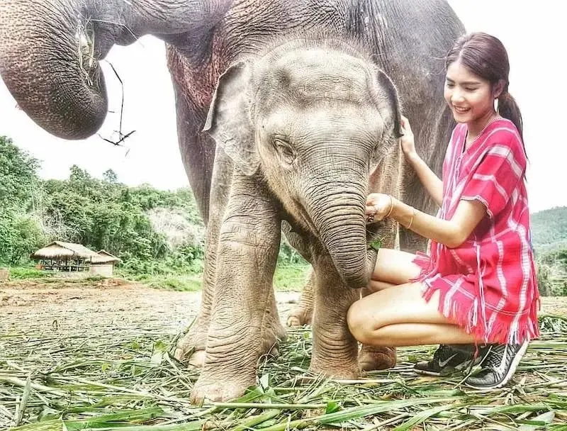 Pattaya Elephant Jungle Sanctuary Half-Day Tour With Mud Spa