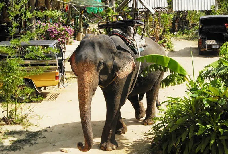 Pattaya Elephant Village Elephant Riding Tour