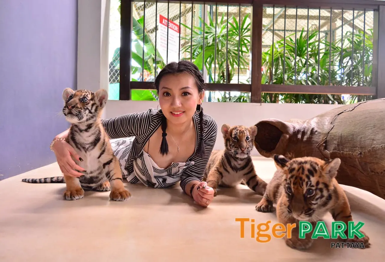 Tiger Park Pattaya: Close Encounter and Photos with Tigers