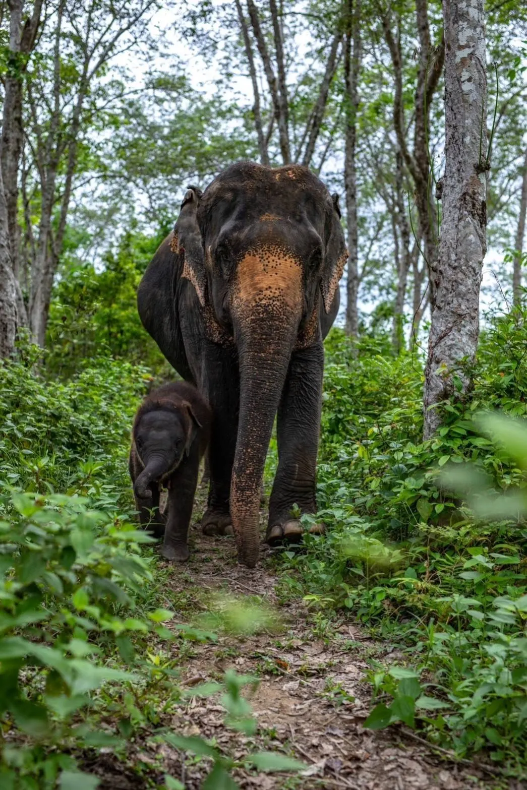 Phuket Ethical Elephant Sanctuary Half-Day Visit
