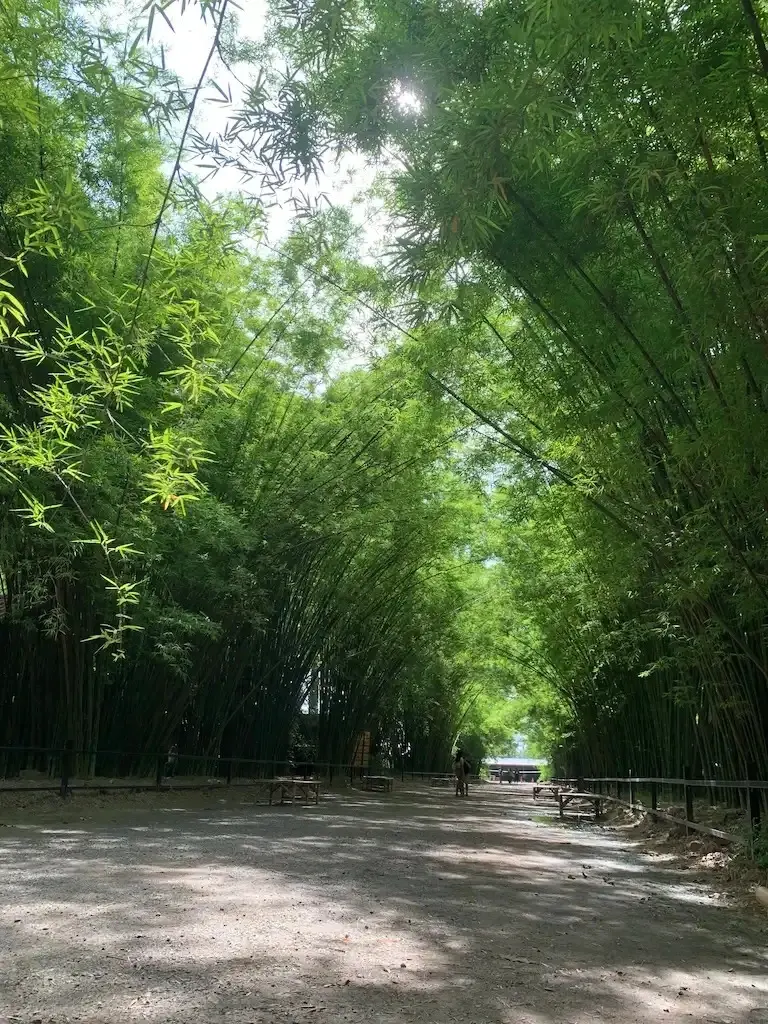Nakhon Nayok Day Trip: King's Dam and Sarika Waterfall