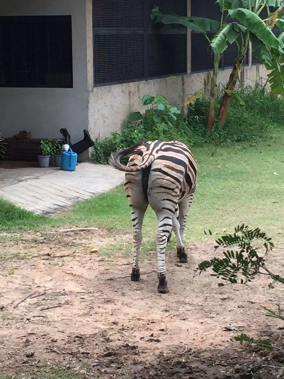 Pattaya Discovery 8'i 1 arada turu: Khao Kheow ve tapınaklar