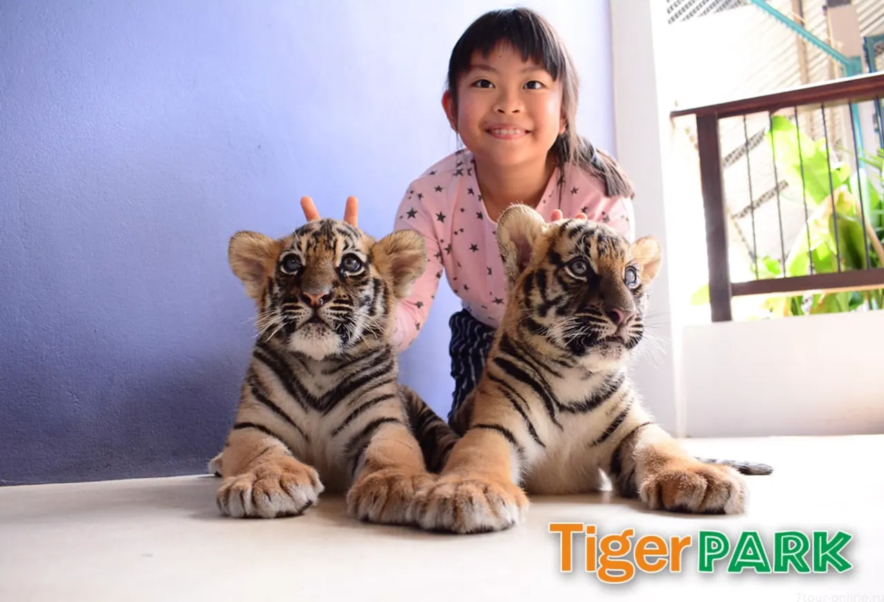 Tiger Park Pattaya: Close Encounter and Photos with Tigers