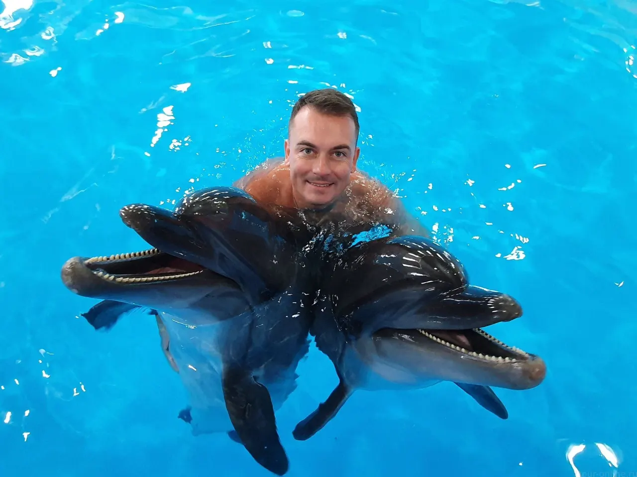Pattaya Dolphinarium: Dolphin & Fur Seal Show with Transfer