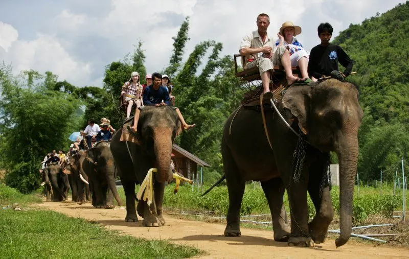 Pattaya Elephant Village Elephant Riding Tour