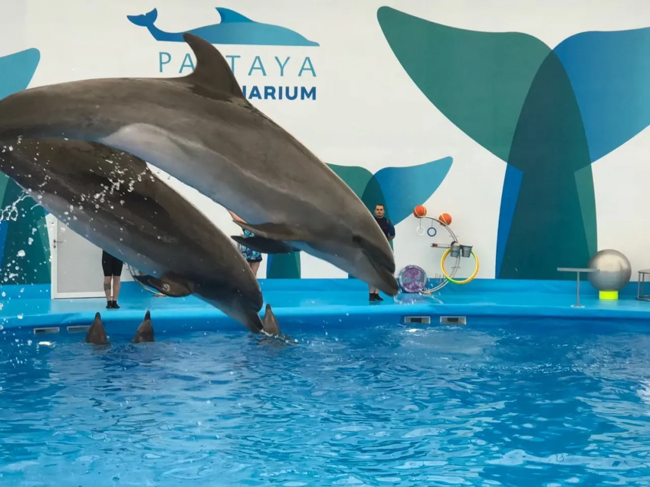 Pattaya Dolphinarium: Dolphin & Fur Seal Show with Transfer