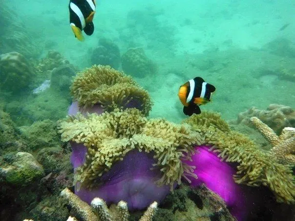 Princess Island Ko Samae San Day Trip from Pattaya