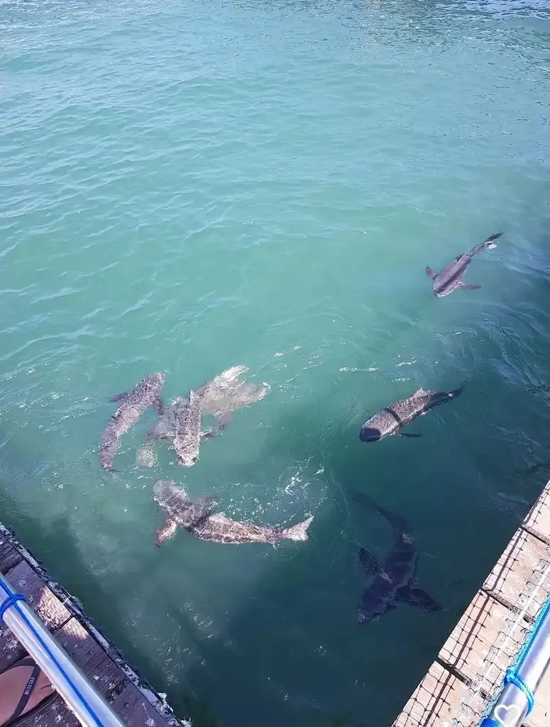 Chanthaburi Day Trip From Pattaya: Waterfall, Cathedral, Dolphins