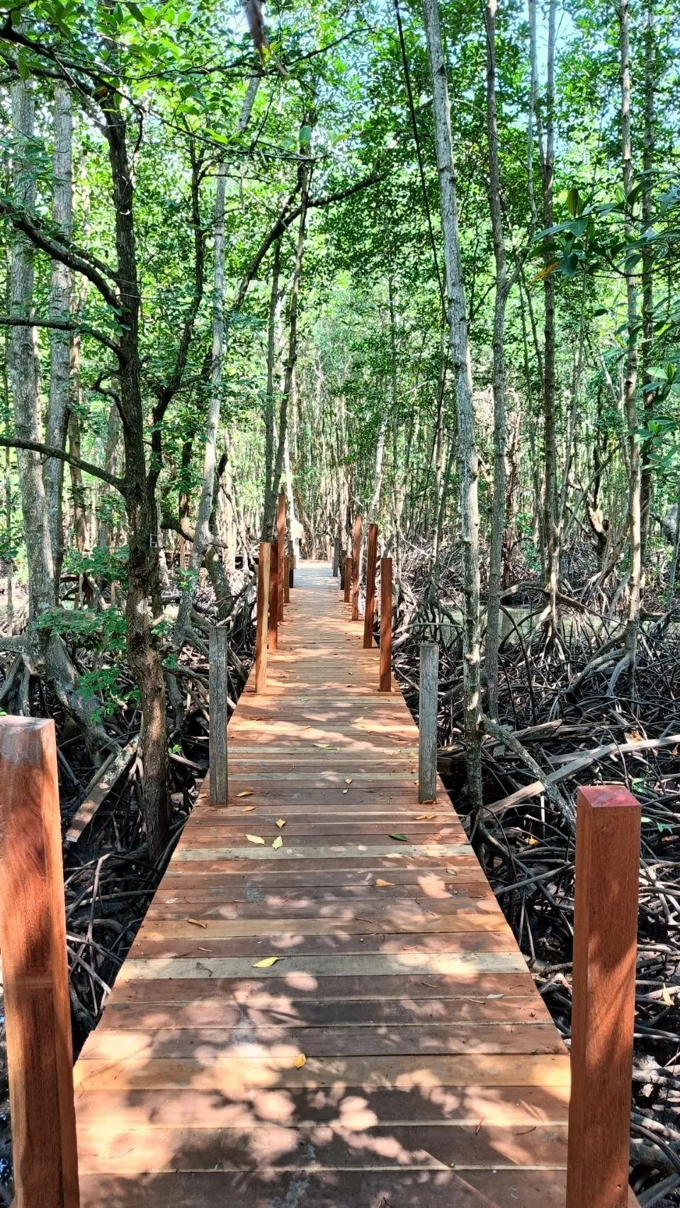 Pattaya'dan Altın Mangrov Ormanı ve Rayong günübirlik turu