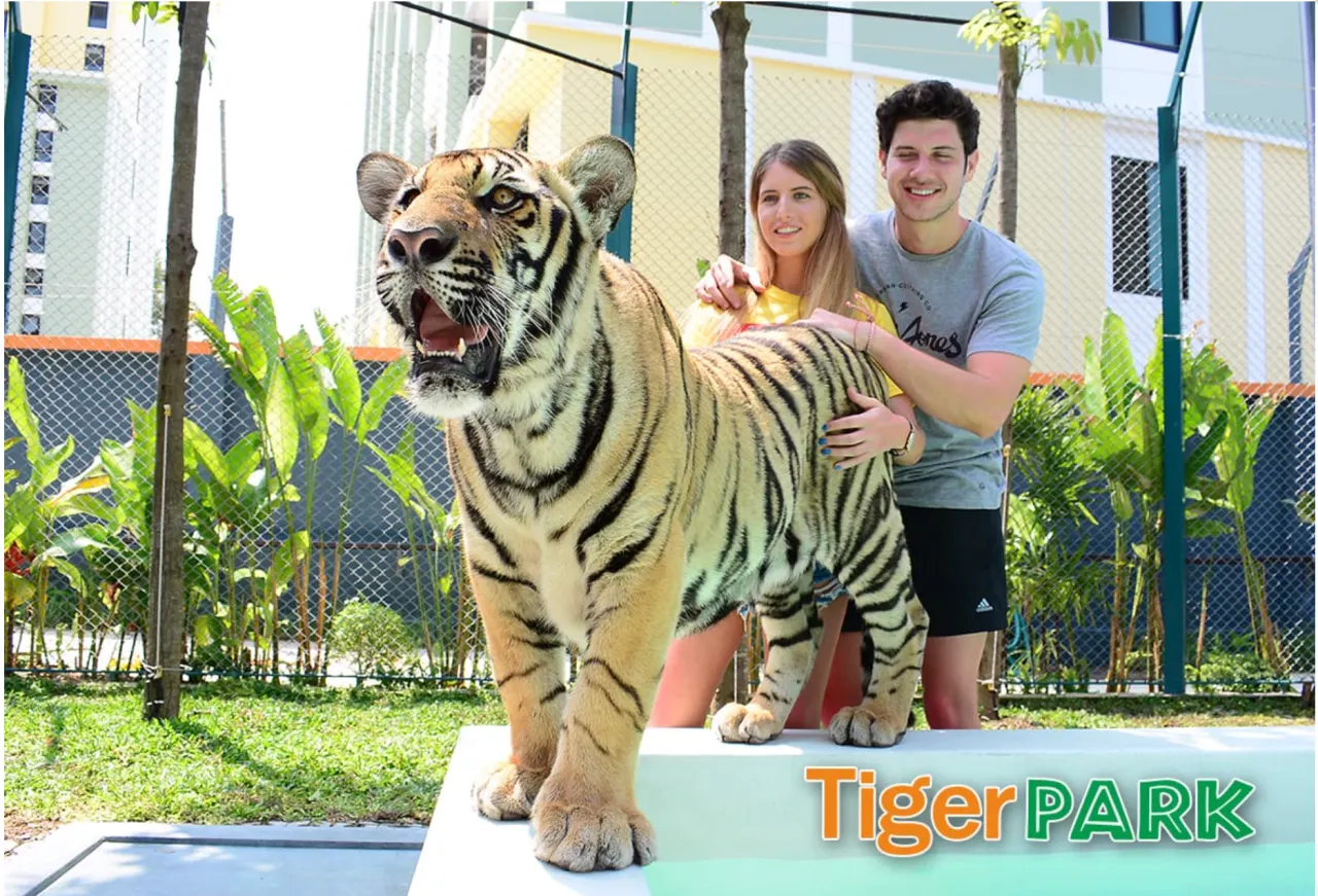 Tiger Park Pattaya: Close Encounter and Photos with Tigers