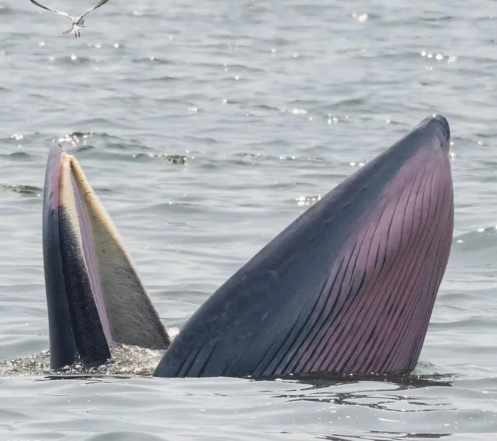 Whale Watching Day Trip from Pattaya in the Gulf of Thailand