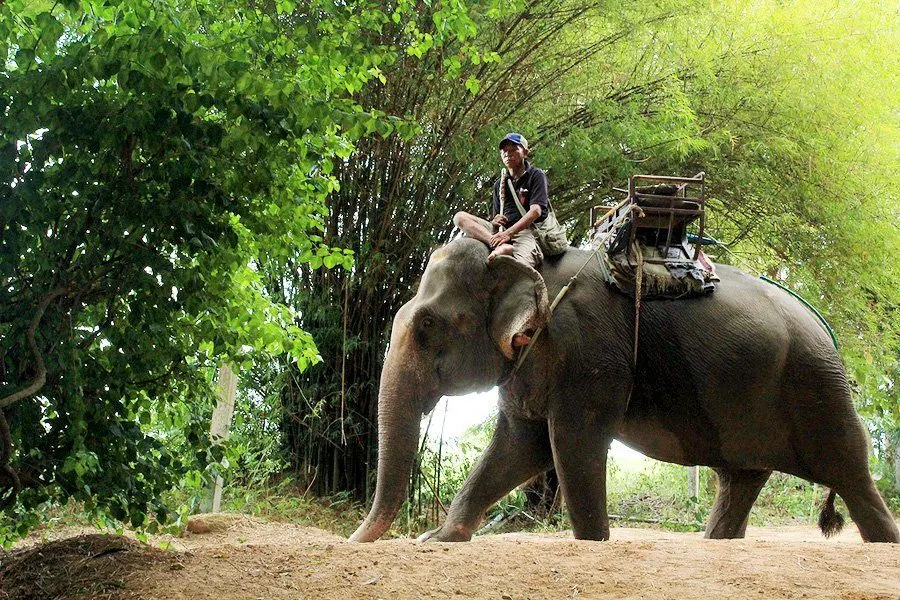 Pattaya Elephant Village Elephant Riding Tour