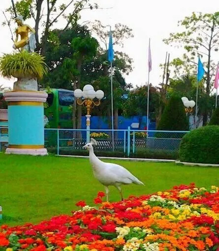 Pattaya'dan Baan Sukhawadee tavuk kralı sarayı akşam turu