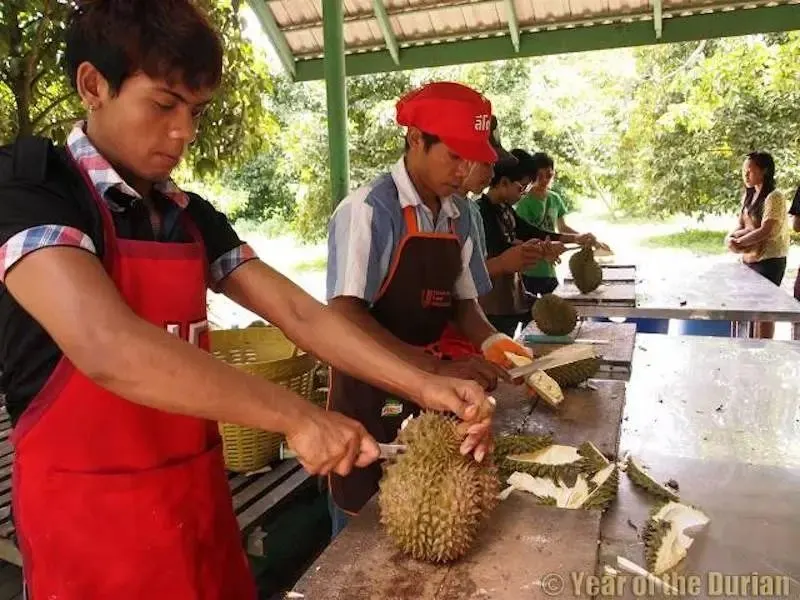 Pattaya'dan gastronomi turu: meyve, bal, şarap ve lale çiftliği