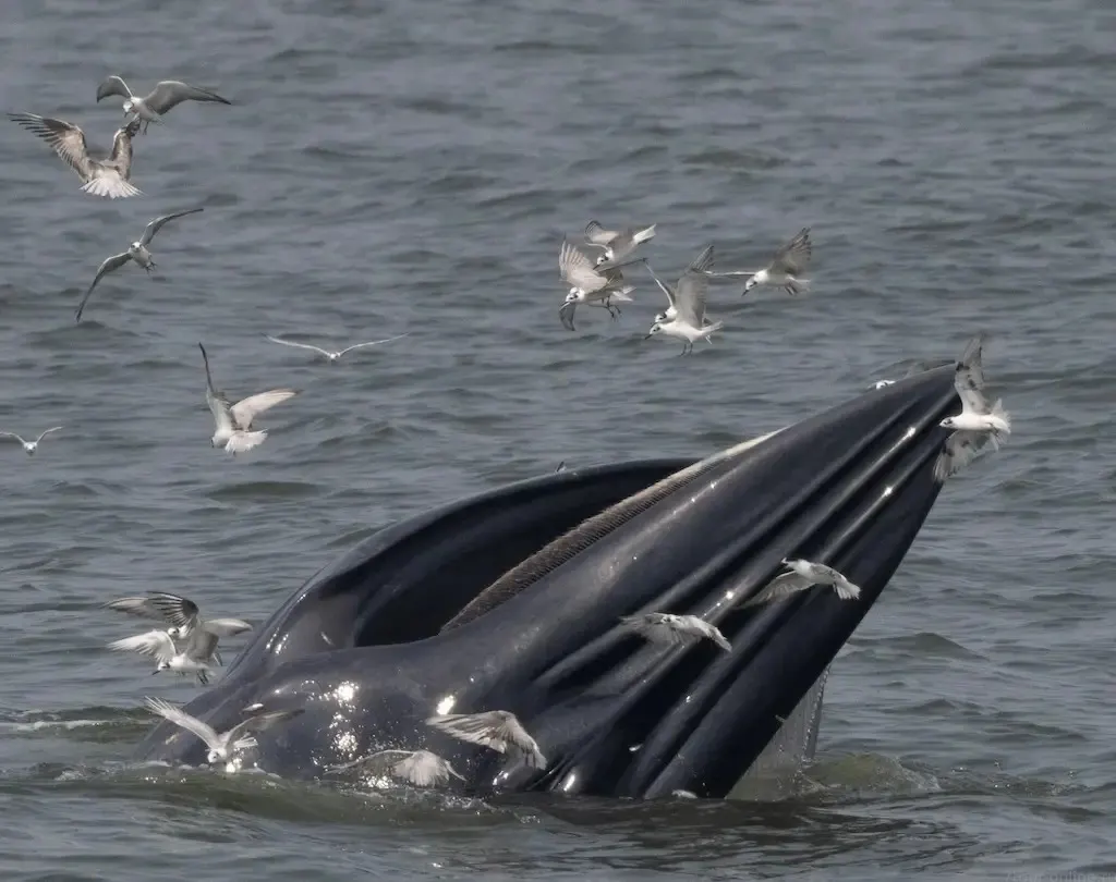 Whale Watching Day Trip from Pattaya in the Gulf of Thailand