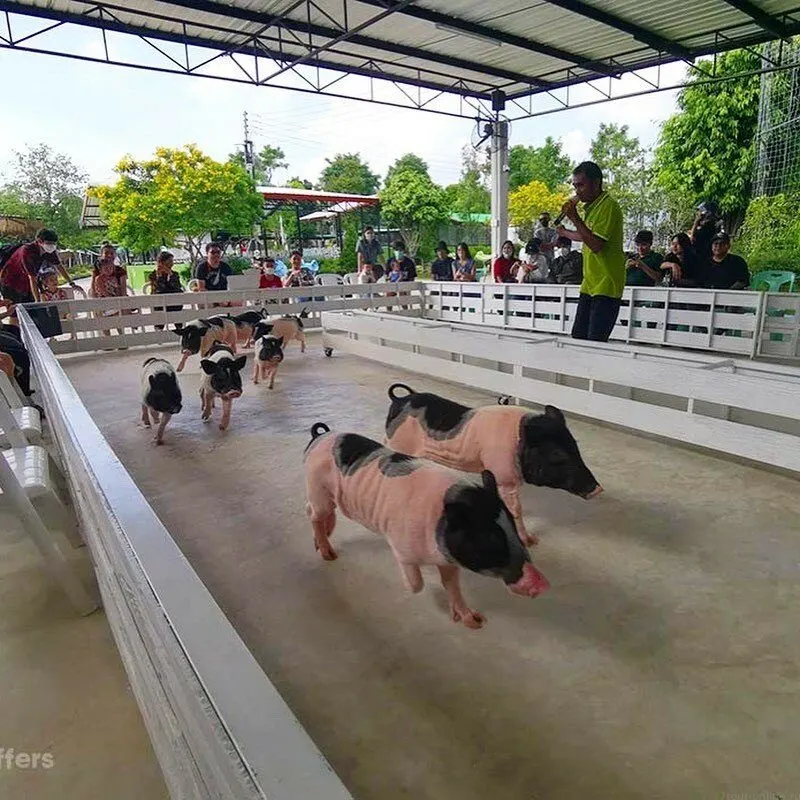 Thai Safari From Pattaya: Khao Kheow Open Zoo and Siri Tiger Park