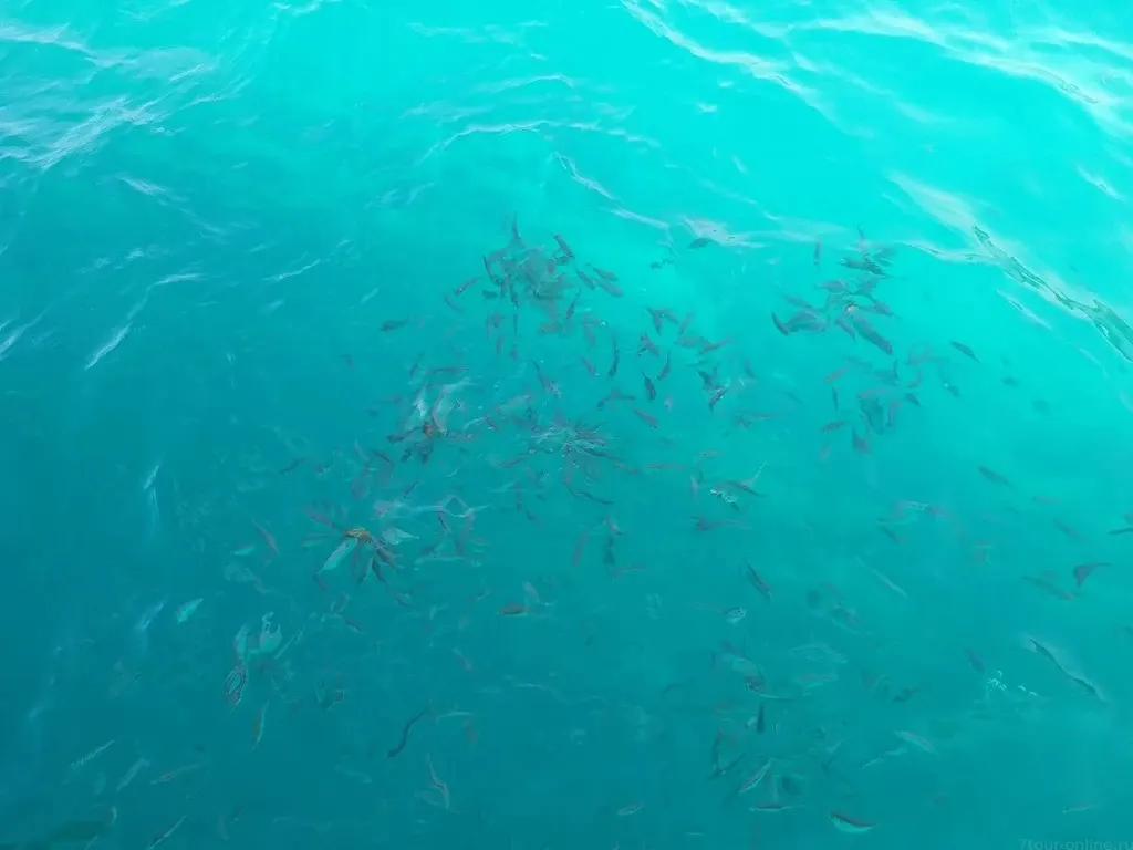 Pattaya'dan Ko Sak adası sürat teknesi turu