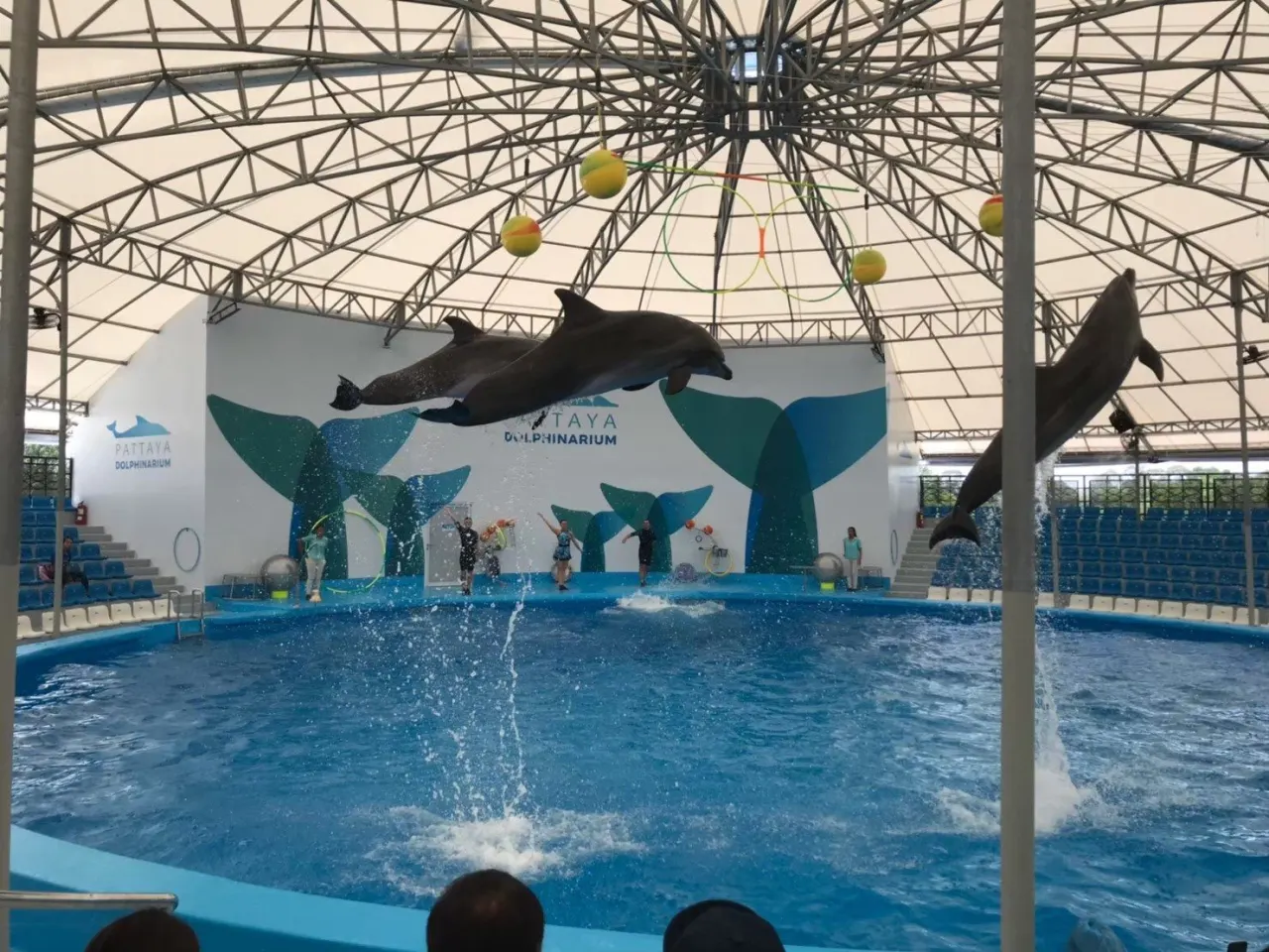 Pattaya Dolphinarium: Dolphin & Fur Seal Show with Transfer