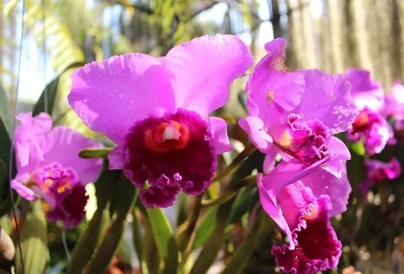 Nong Nooch Tropical Garden Tour from Pattaya