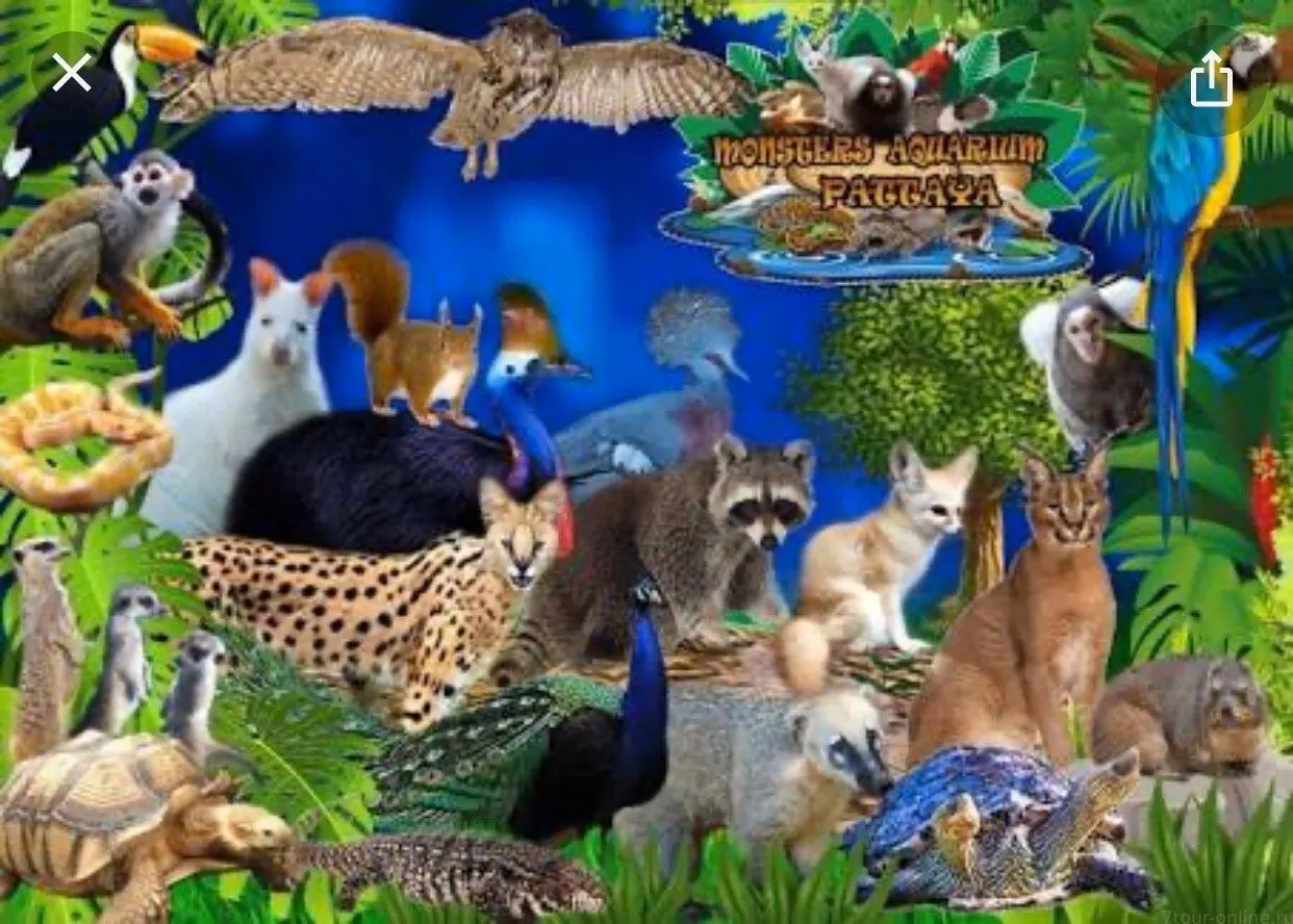Monster Aquarium Pattaya Private Tour With Hotel Transfer