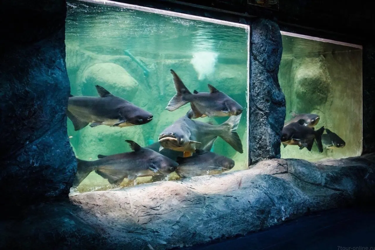 Monster Aquarium Pattaya Private Tour With Hotel Transfer