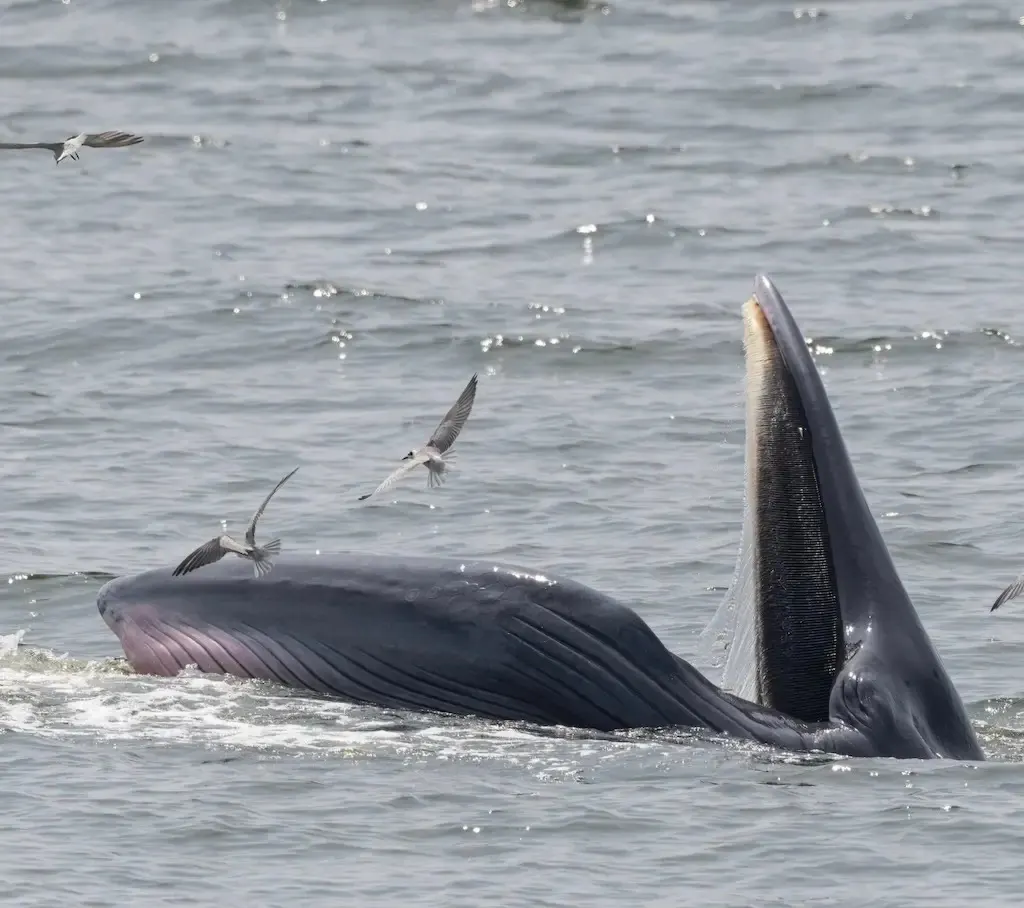 Whale Watching Day Trip from Pattaya in the Gulf of Thailand