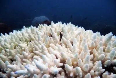 Scuba Diving in Pattaya for Beginners and Certified Divers