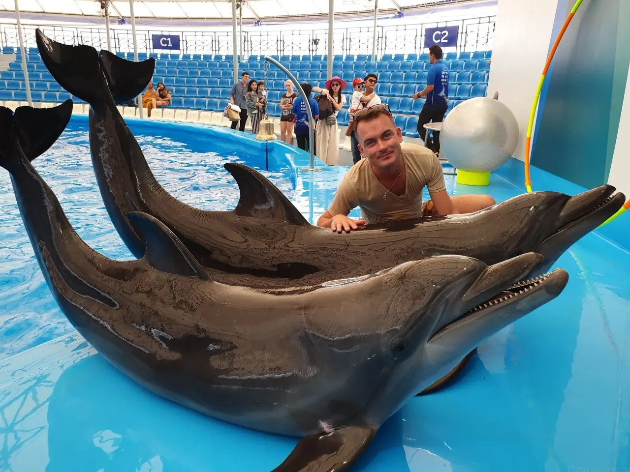 Pattaya Dolphinarium: Dolphin & Fur Seal Show with Transfer