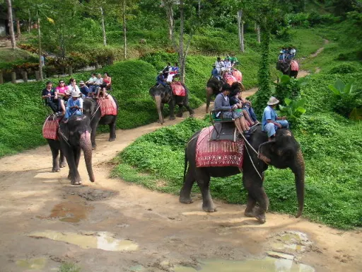 Phuket Elephant Ride Through Tropical Nature