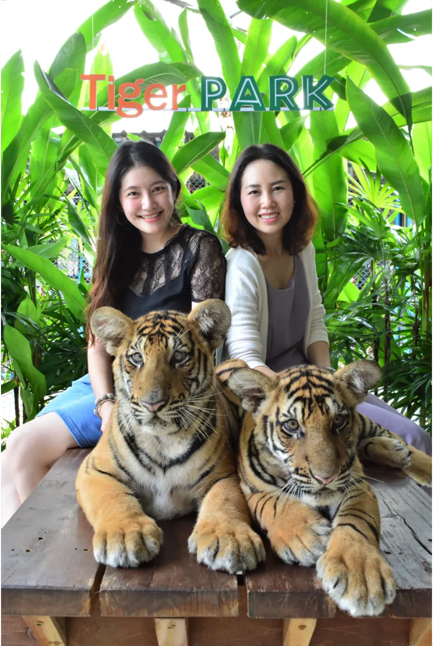 Tiger Park Pattaya: Close Encounter and Photos with Tigers