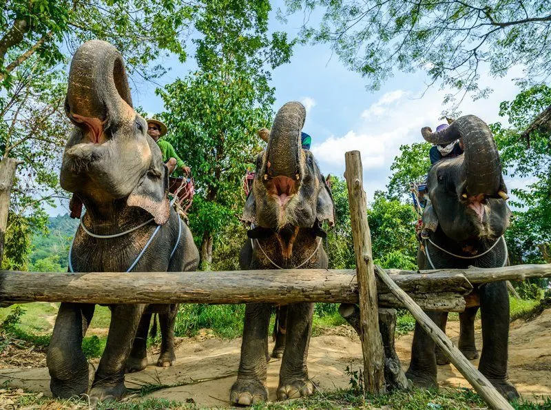Pattaya Elephant Village Elephant Riding Tour