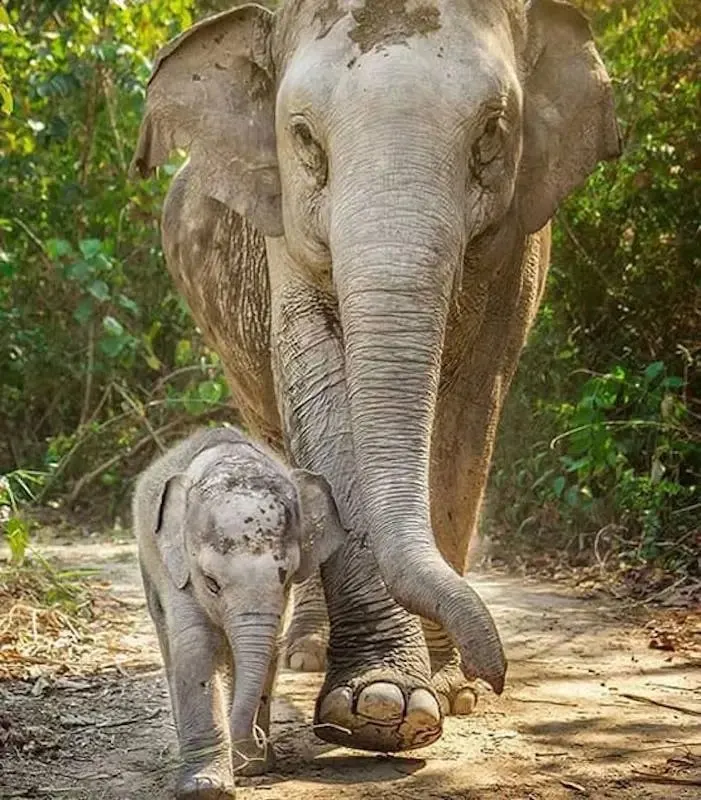 Pattaya Elephant Jungle Sanctuary Half-Day Tour With Mud Spa
