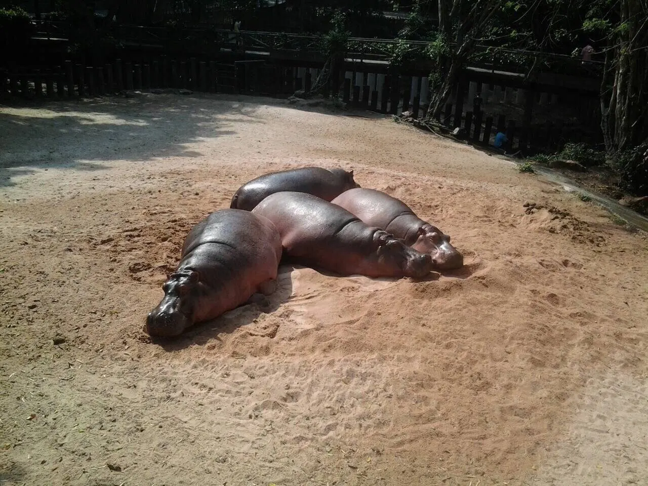 Khao Kheow Open Zoo Day Trip from Pattaya