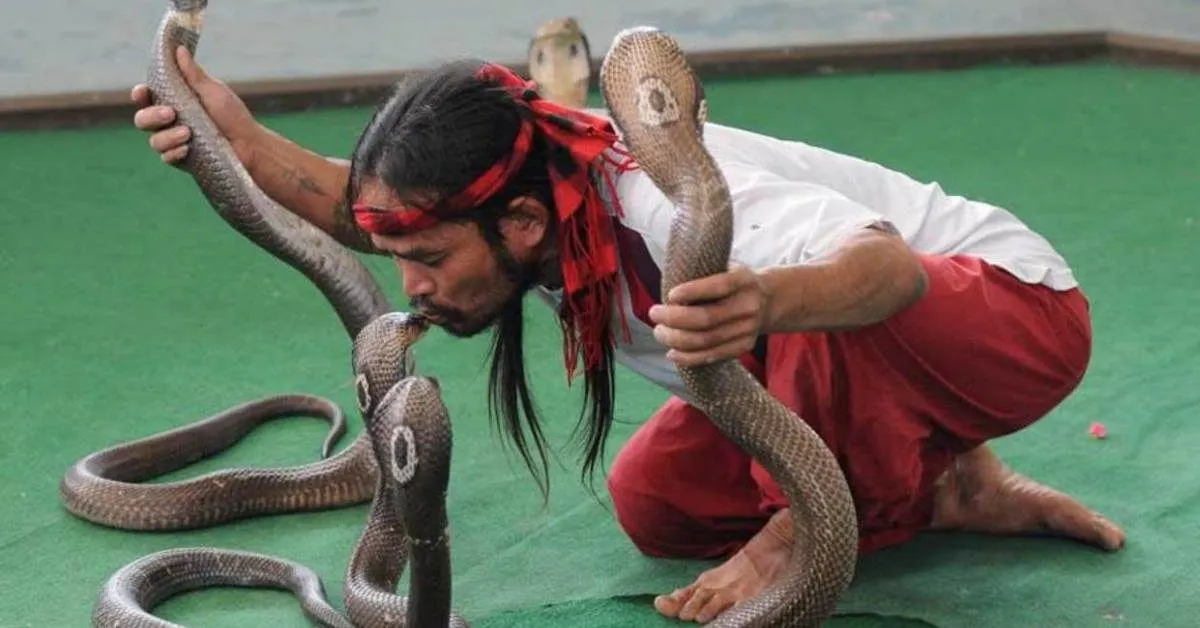 Pattaya yılan çiftliği ve yılan şovu turu