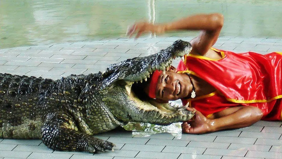 Pattaya timsah çiftliği ve Milyon Yıllık Taş Parkı turu