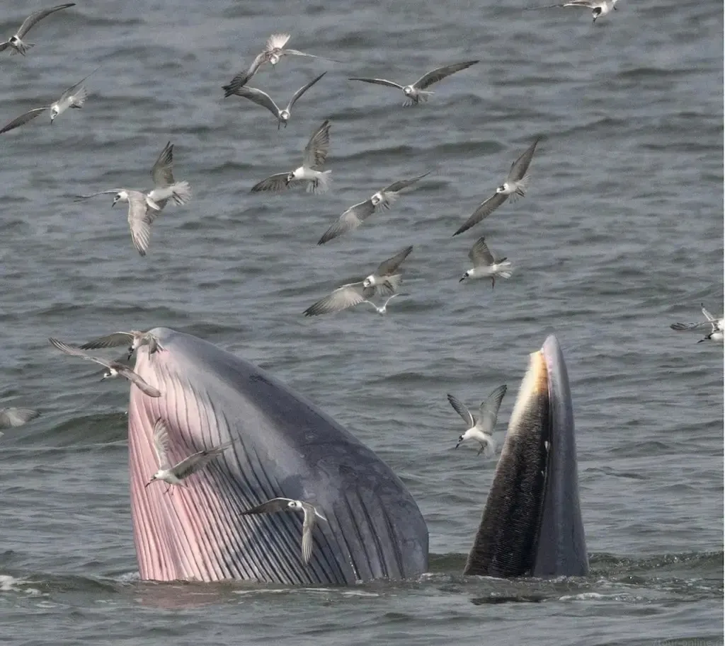 Whale Watching Day Trip from Pattaya in the Gulf of Thailand