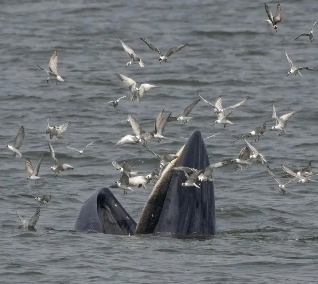 Whale Watching Day Trip from Pattaya in the Gulf of Thailand