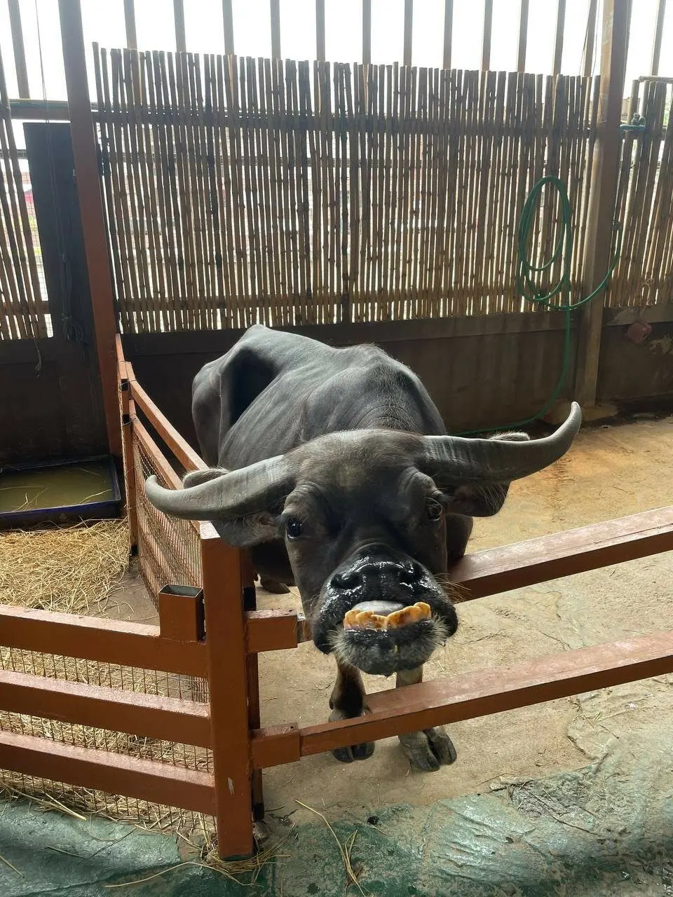 Pattaya Kids Tour: Dolphin Show, Pony Club and Monster Aquarium